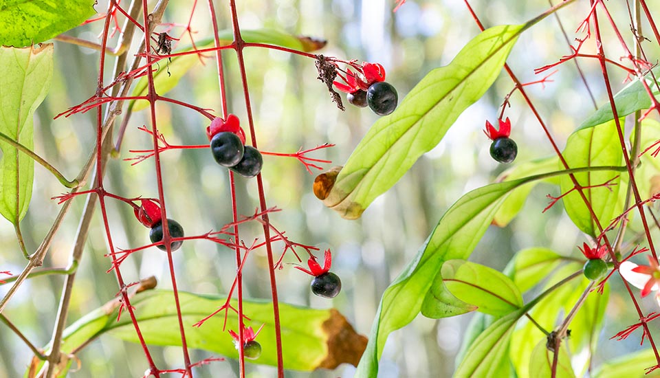 Clerodendrum schmidtii, Lamiaceae