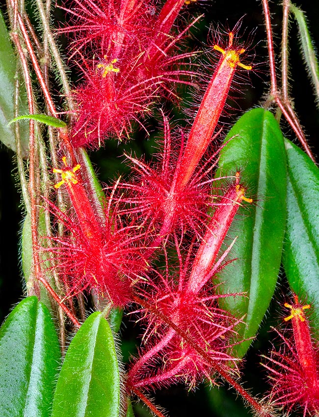 Columnea minor, Gesneriaceae