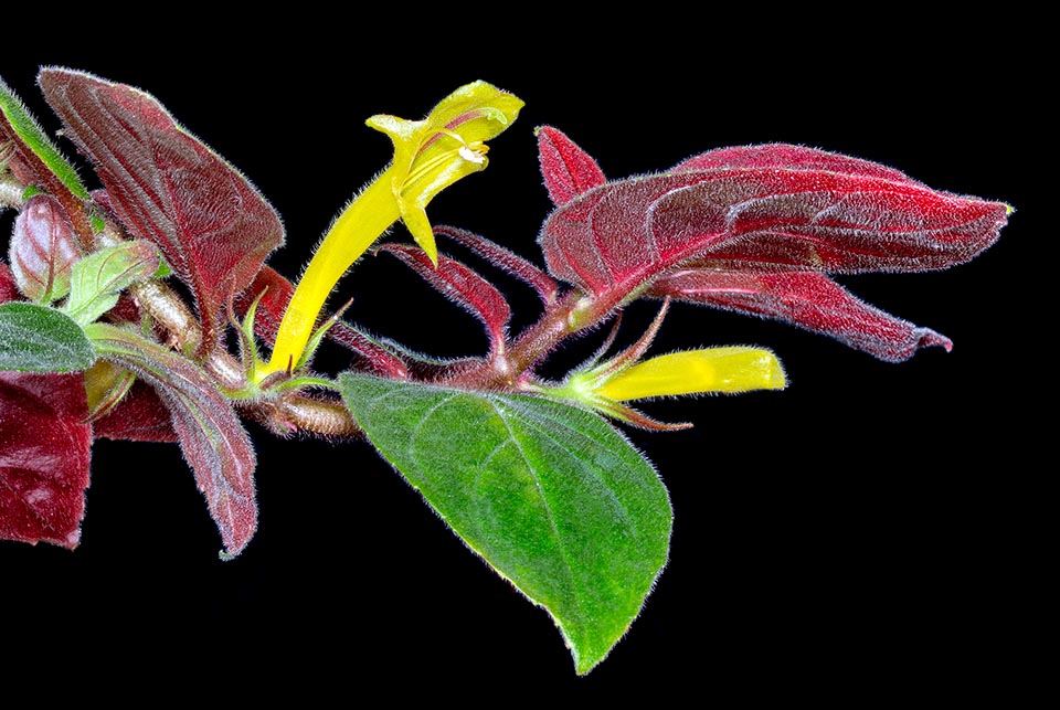 Columnea sulfurea, Gesneriaceae, 