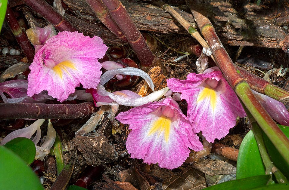 Costus tappenbeckianus, Costaceae, Tappenbeck's spiral-flag