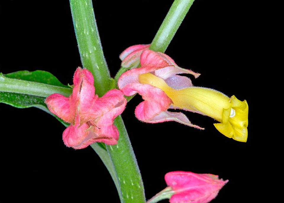 Drymonia strigosa, Gesneriaceae