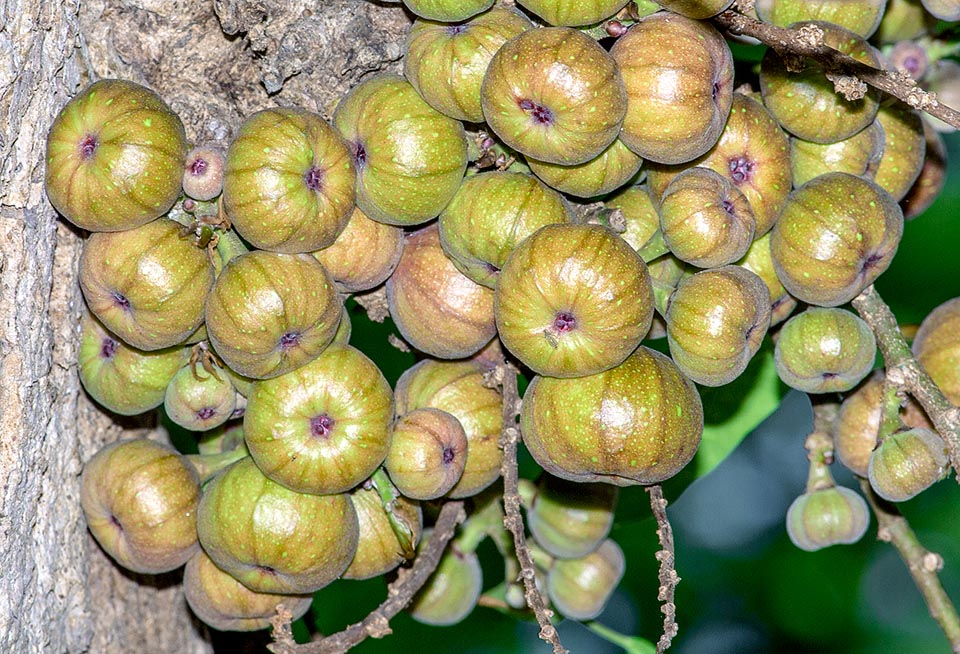 Ficus racemosa, cluster fig, country fig, Moraceae