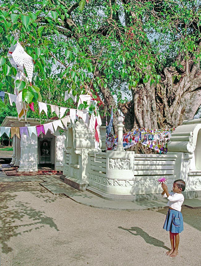 Ficus religiosa, Moraceae, albero di Buddha, fico delle pagode, fico sacro