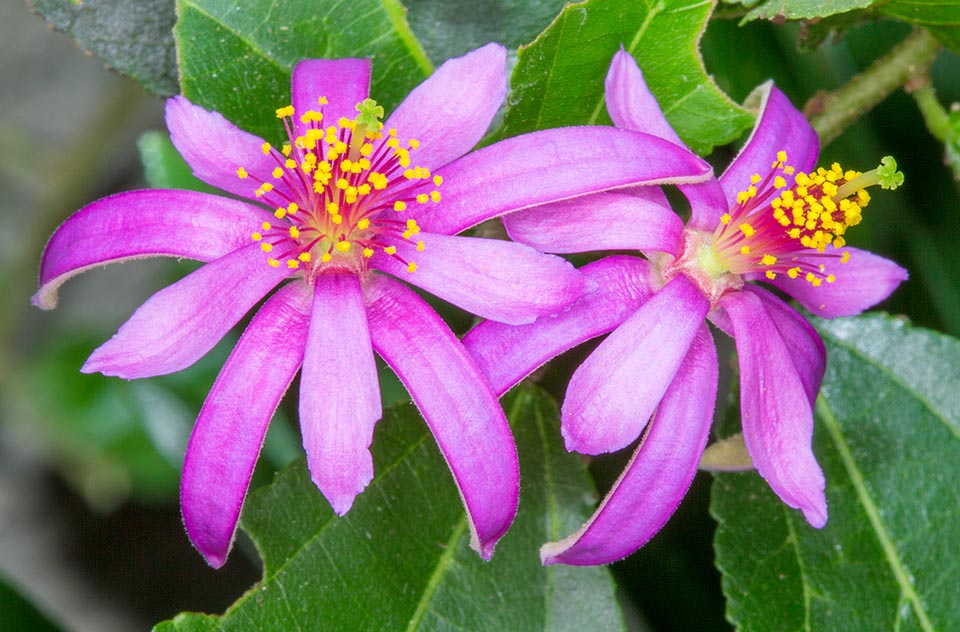 Grewia occidentalis, Malvaceae, assegai wood, bow-wood, buttonwood, cross-berry, four-corners, lavender star flower