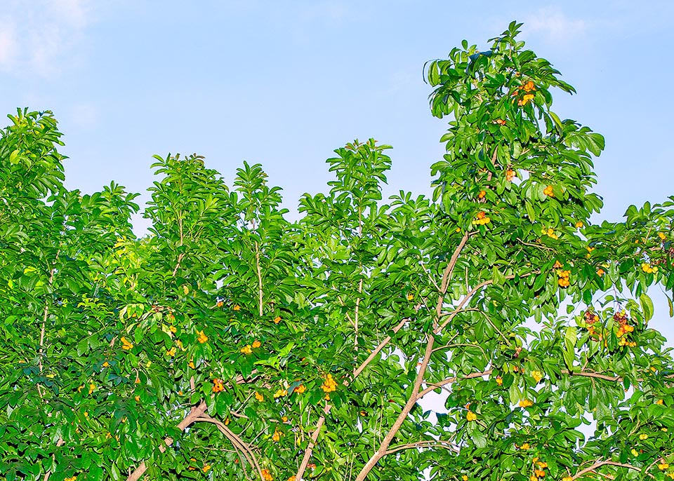 Harpullia pendula, Sapindaceae