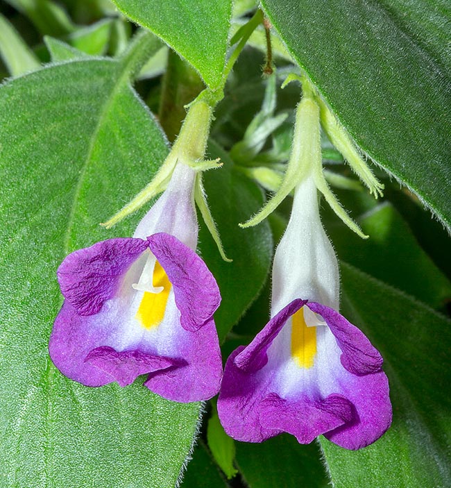 Henckelia walkerae, Gesneriaceae