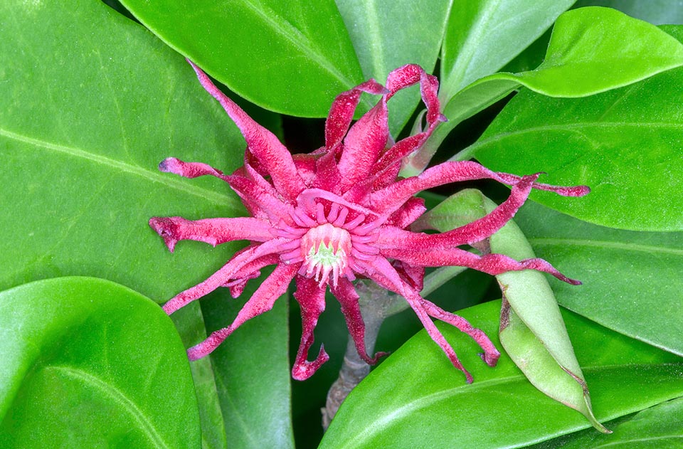 Illicium floridanum, Schisandraceae, Florida anise, Florida anise tree, purple anise, star anise, stinkbush 