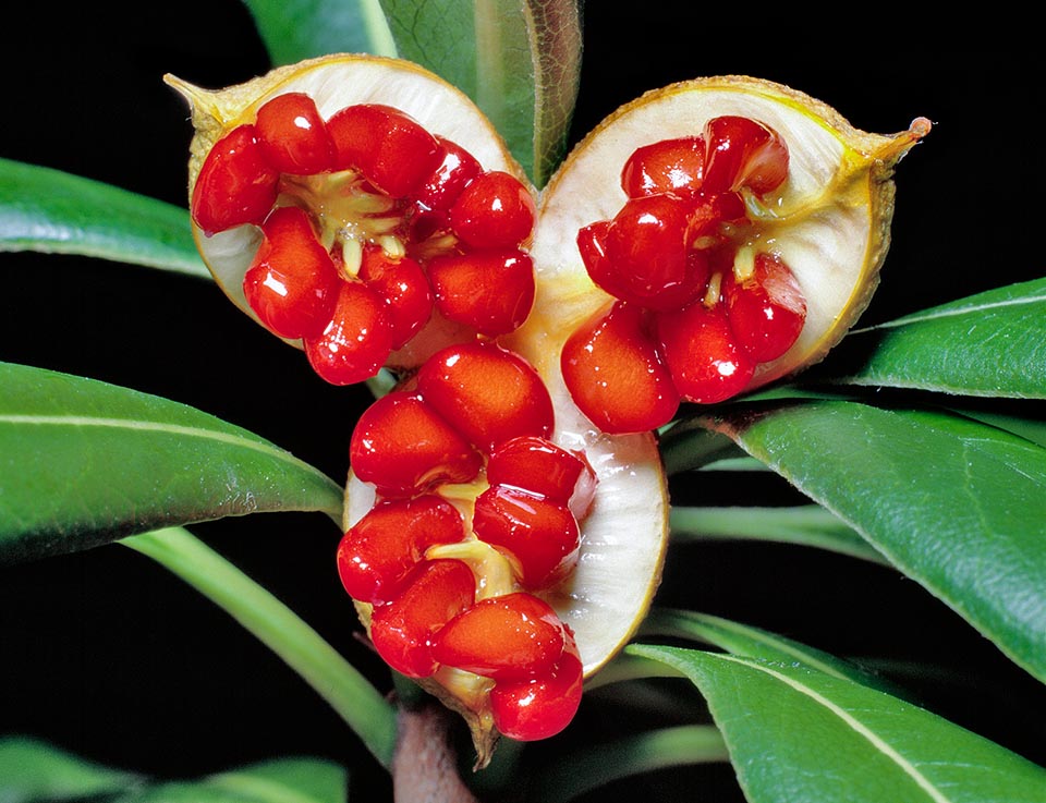 Pittosporum tobira, Pittosporaceae, Australian laurel, Japanese cheesewood, Japanese pittosporum, mock orange