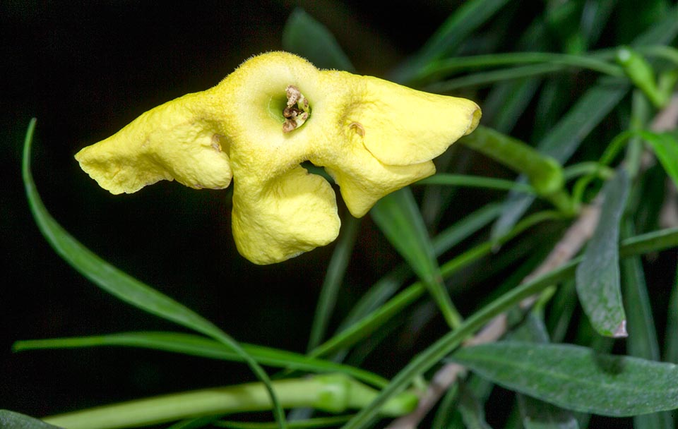 Brunfelsia densifolia, Solanaceae