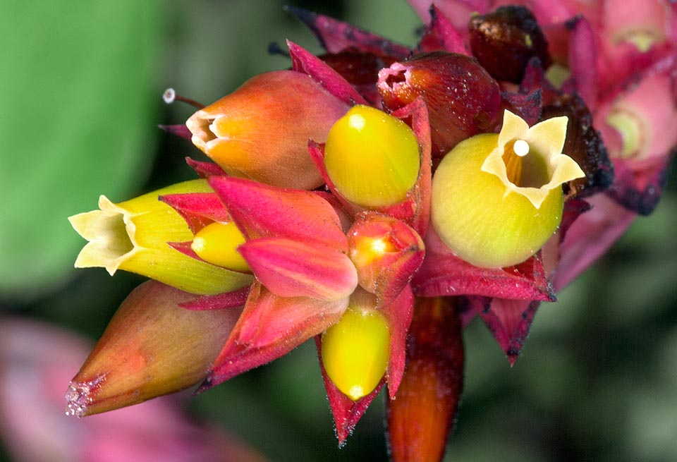 Cavendishia allenii, Ericaceae