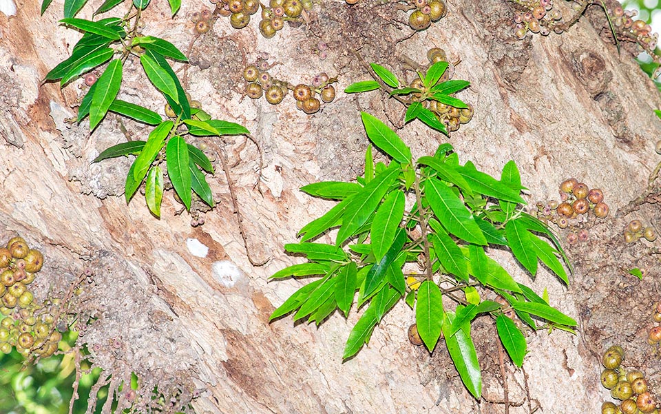 Ficus racemosa, cluster fig, country fig, Moraceae