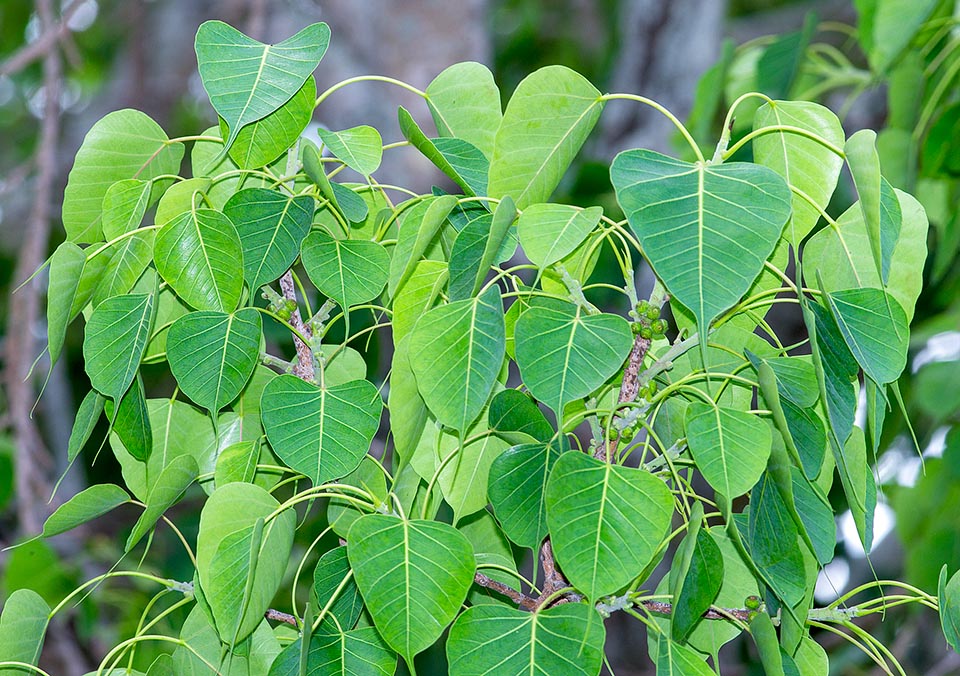 Ficus religiosa, Moraceae, bo tree, bodhi tree, peepal tree, peepul tree, sacred bo, sacred fig