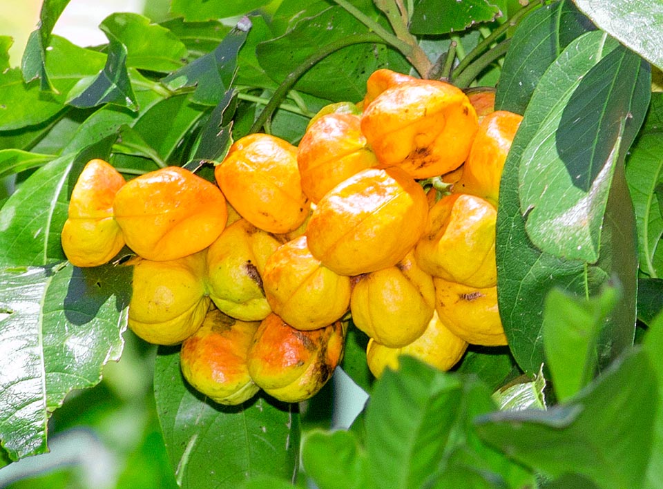 Harpullia pendula, Sapindaceae