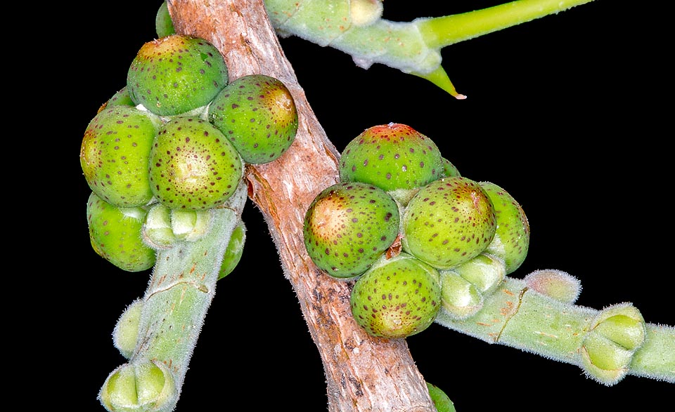 Ficus religiosa, Moraceae, arbre de Dieu, figuier de pagodes 