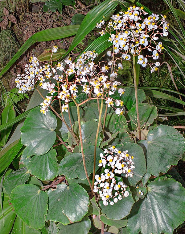 Begonia floccifera, Begoniaceae