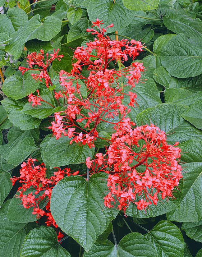 Clerodendrum speciosissimum, Lamiaceae, Java glory bower, Java shrub, scarlet clerodendron