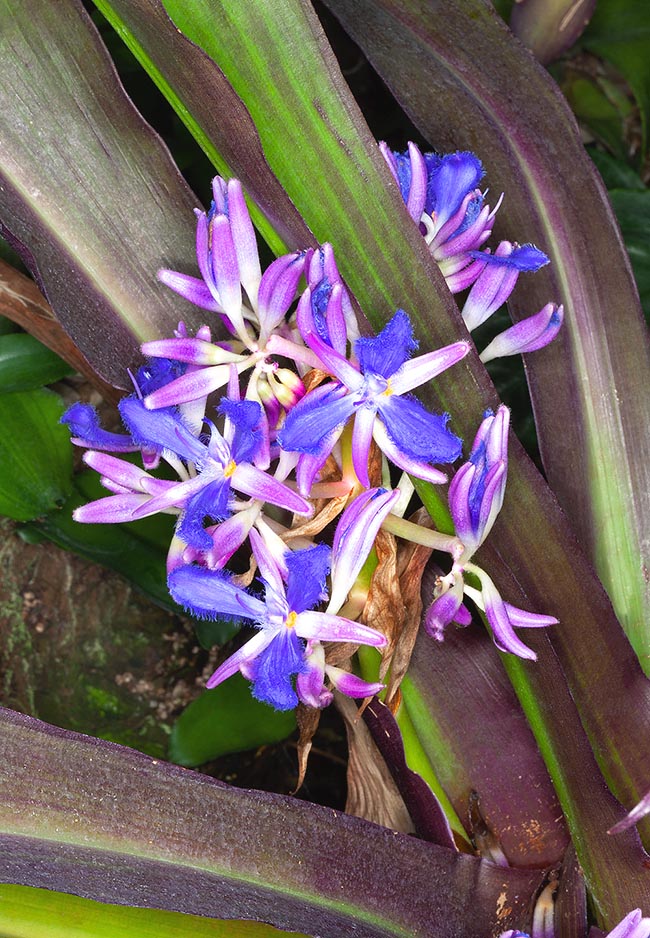 Cochliostema odoratissimum, Commelinaceae