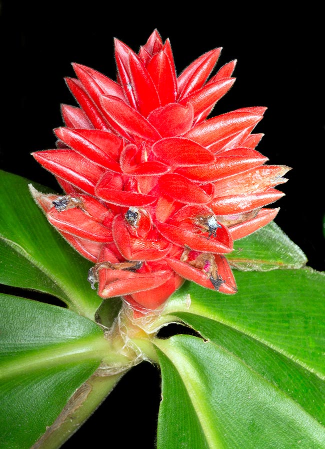 Costus osae, Costaceae