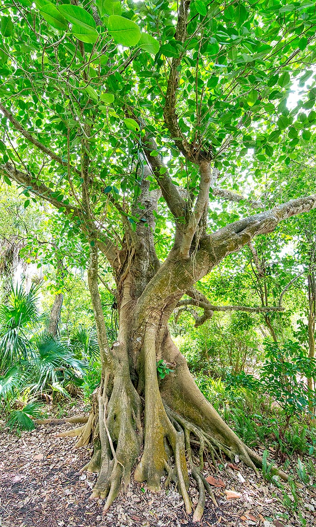Ficus aurea, Moraceae