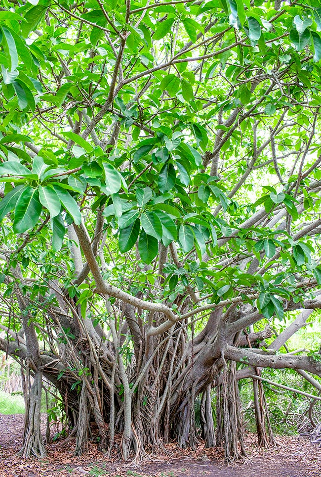 Ficus lutea, Moraceae