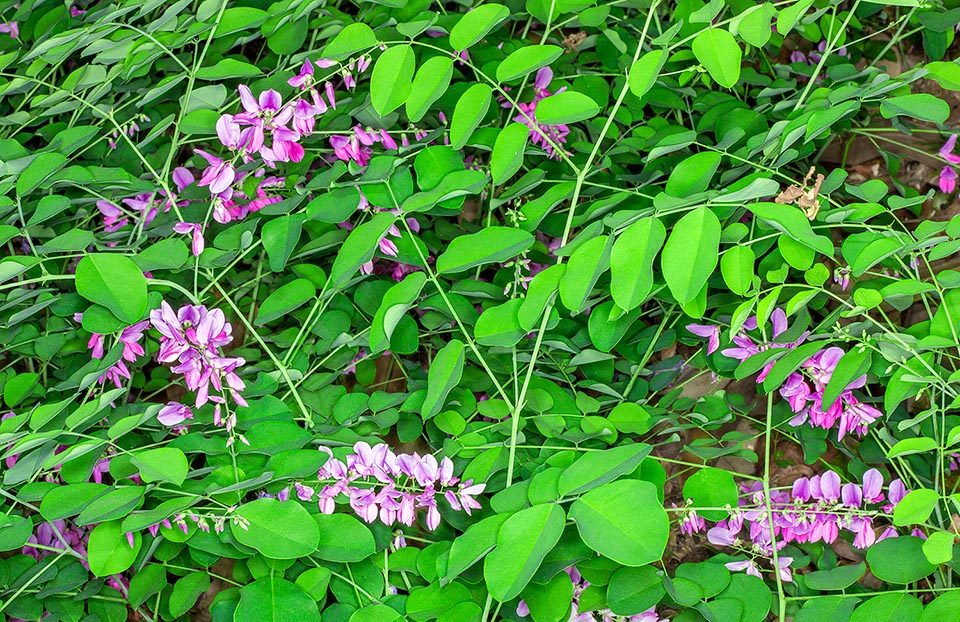 Indigofera decora, Fabaceae, chinese indigo, summer wisteria