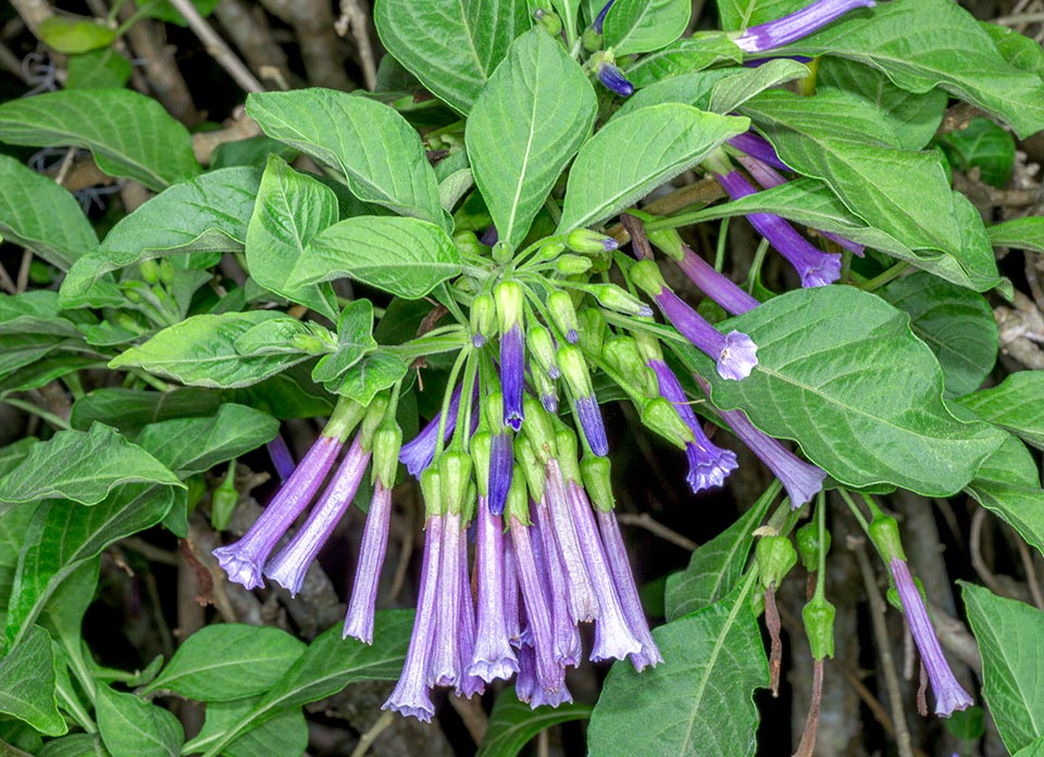 Iochroma cyaneum, Solanaceae