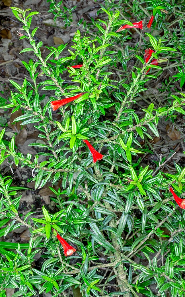  Isidorea pungens, Rubiaceae