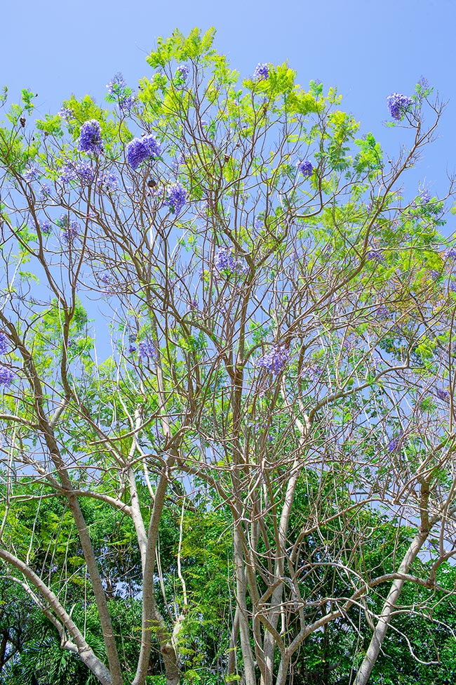 Jacaranda cuspidifolia, Bignoniaceae, flamboyant bleu