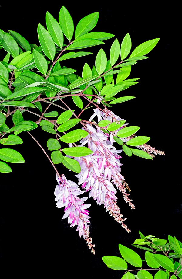 Indigofera decora, Fabaceae, chinese indigo, summer wisteria