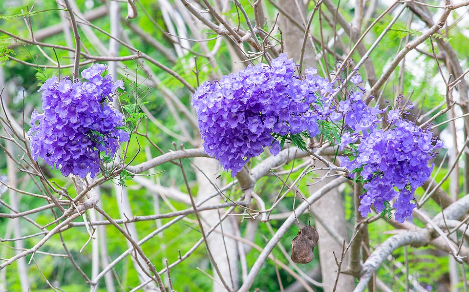 Jacaranda cuspidifolia, Bignoniaceae, flamboyant bleu