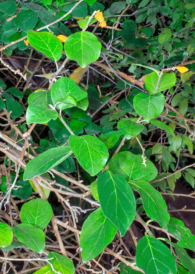 Juanulloa mexicana, Solanaceae