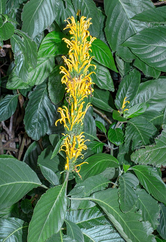 Justicia aurea, Acanthaceae