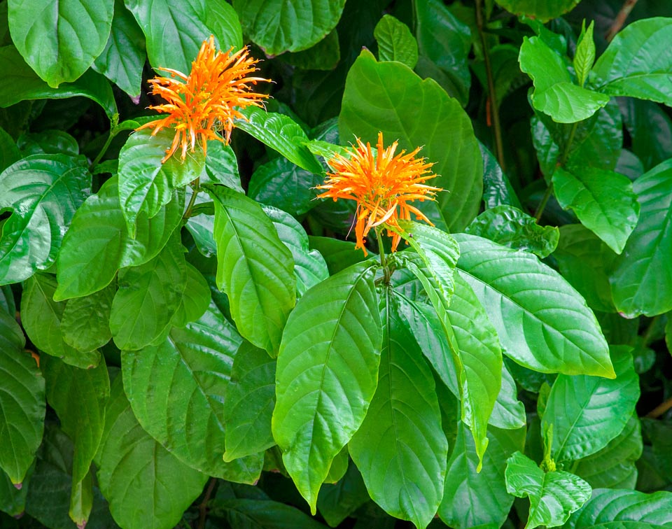 Justicia spicigera, Acanthaceae, desert honeysucle, firecracker plant, Mexican honeysucle, Mexican indigo, orange jacobinia, orange justicia, orange plume 