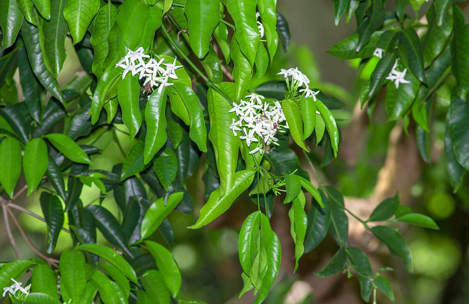 Kopsia arborea, Apocynaceae