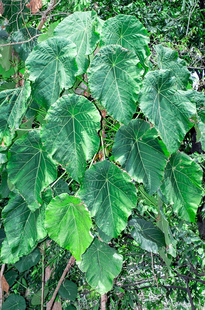Macaranga grandifolia, Euphorbiaceae, coral tree, nasturtium tree, Philippine coral tree