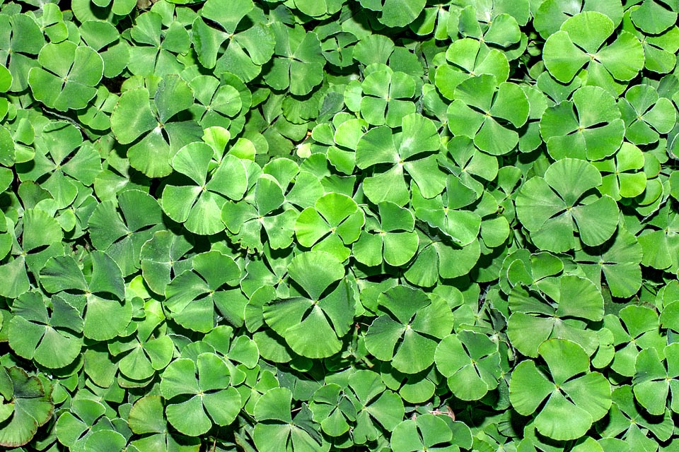 Marsilea vestita, Marsileaceae, hairy pepperwort, hairy water-clover, water clover