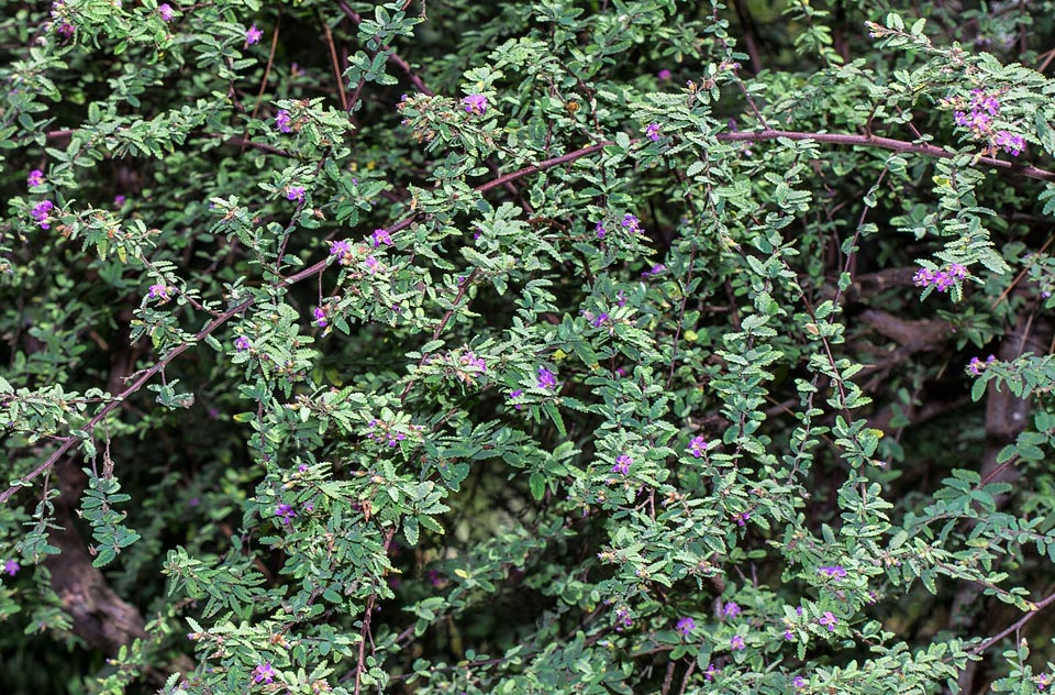 Melochia tomentosa, Malvaceae, red rope, teabush, wolly pyramid bush