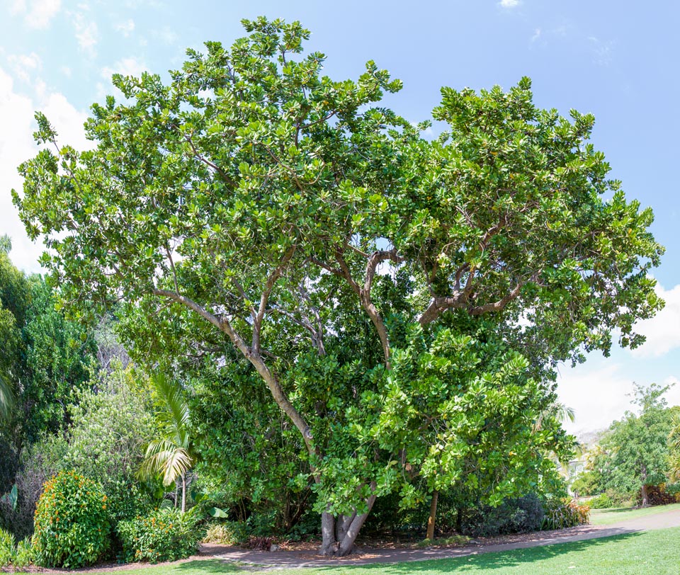 Mimusops coriacea, Sapotaceae, monkey’s apple