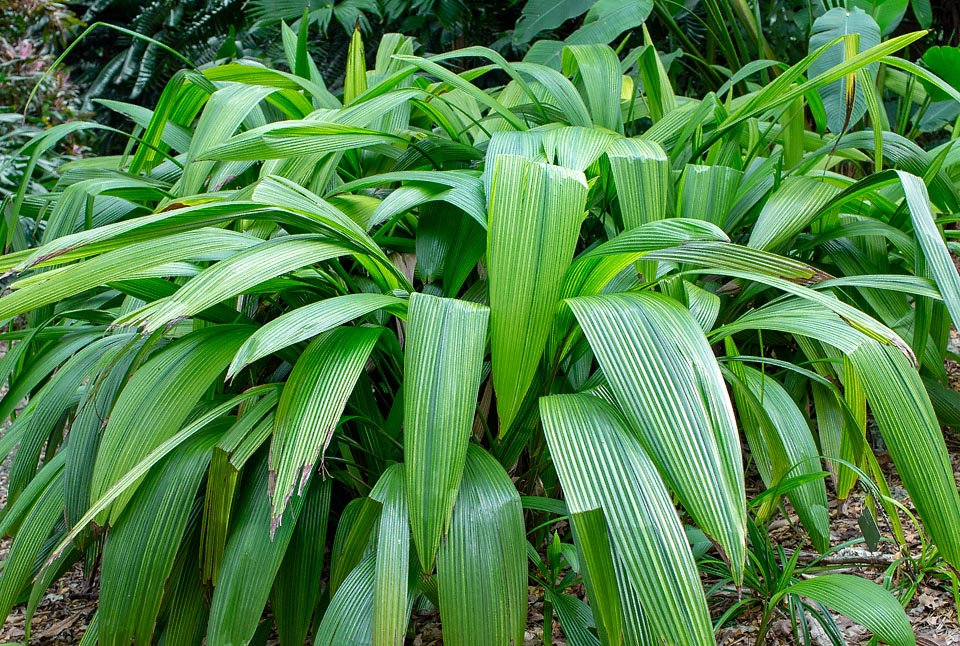 Molineria capitulata, Hypoxidaceae