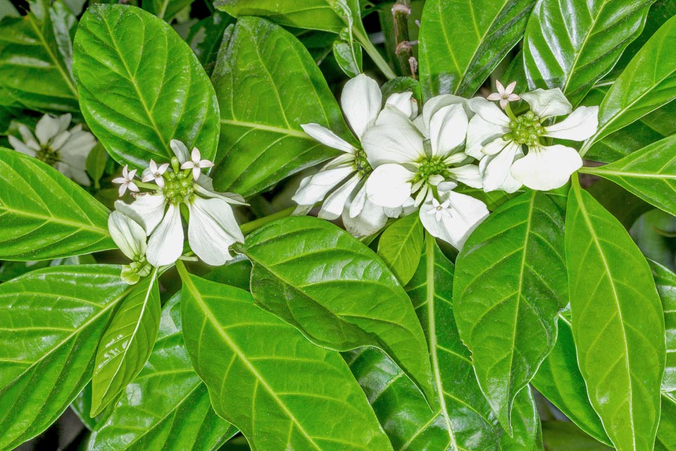 Morinda latibractea, Rubiaceae