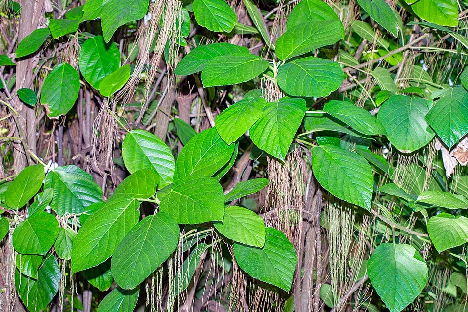 Myriocarpa longipes, Urticaceae