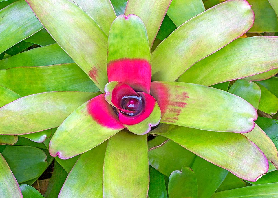 Neoregelia compacta, Bromeliaceae