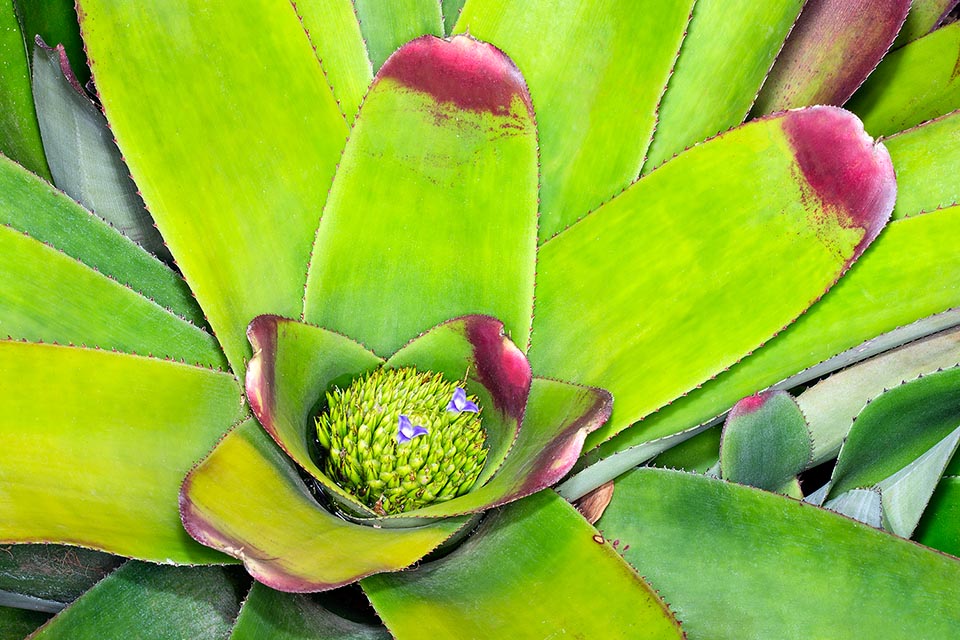 Neoregelia cruenta, Bromeliaceae, bloody bromeliad, painted fingernails