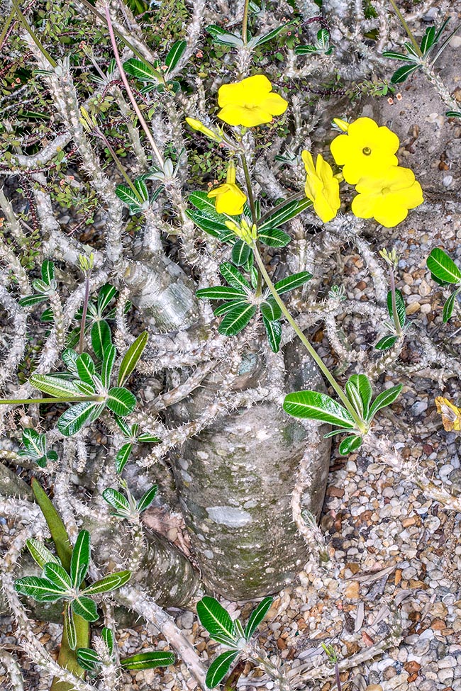 Pachypodium rosulatum, Apocynaceae