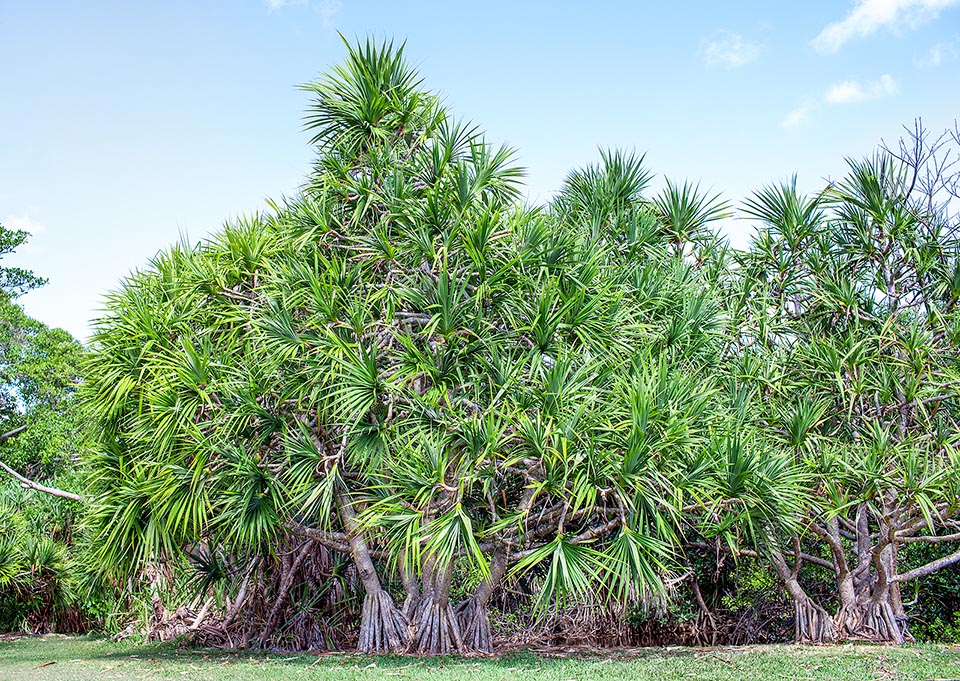 Pandanus utilis, Pandanaceae