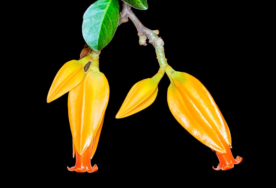 Juanulloa mexicana, Solanaceae