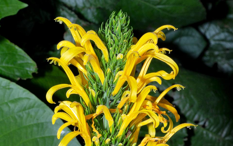 Justicia aurea, Acanthaceae