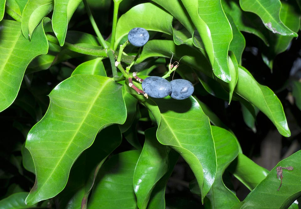 Kopsia arborea, Apocynaceae