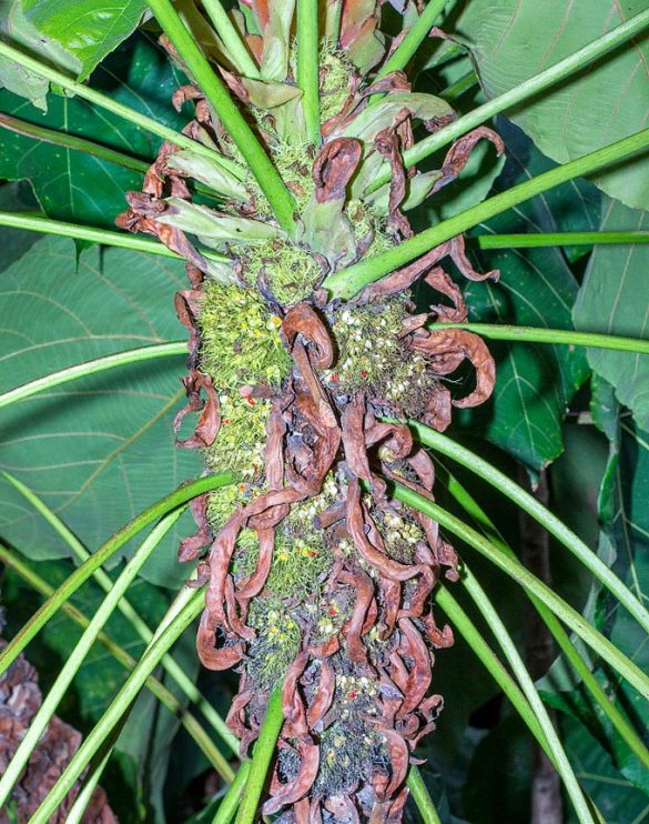 Macaranga grandifolia - Monaco Nature Encyclopedia