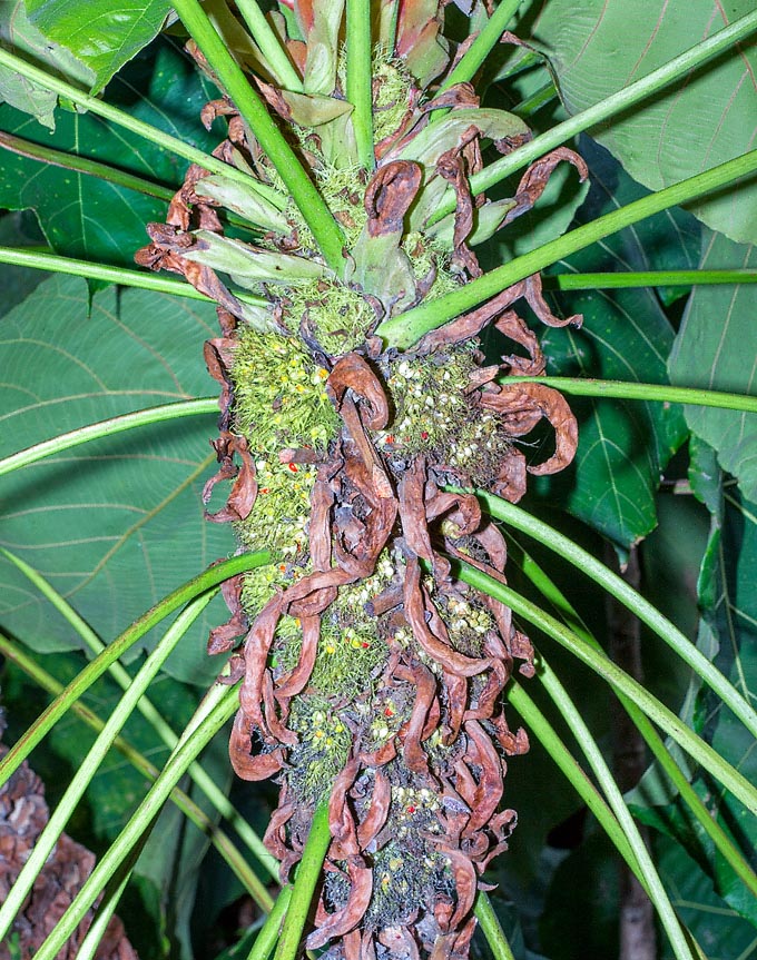 Macaranga grandifolia, Euphorbiaceae, coral tree, nasturtium tree, Philippine coral tree